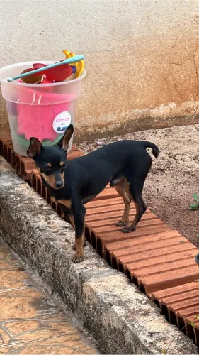 Vendo Pinscher