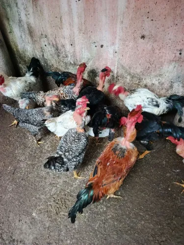 Vende-se frangos.