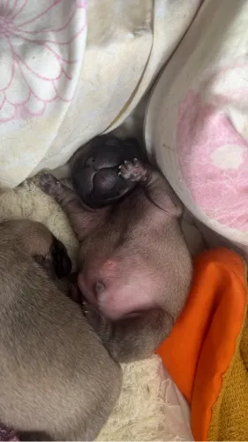 Pug machinho