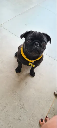 Fêmea adulta de pug 