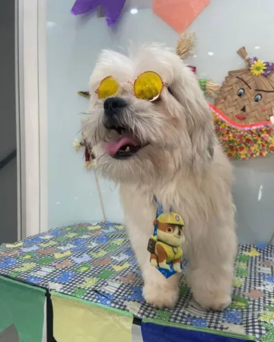 Vende-se filhote de Shih Tzu - R$500