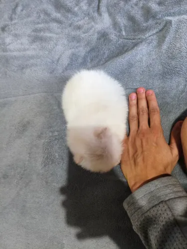 Lulu da Pomerânia micro