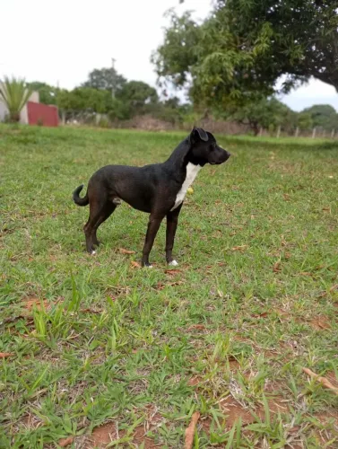 Pitbull com Labrador para adoção 