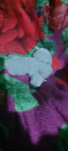 Filhotes de poodle toy