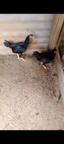 Macho jovens de Mini Cornish 