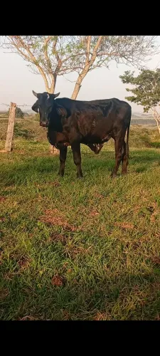 Vendo ou troco por vaca . Garrote capado manso de cabresto