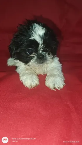 Shihtzu FÊMEA 