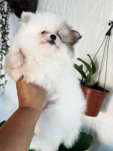 Spitz Alemão 