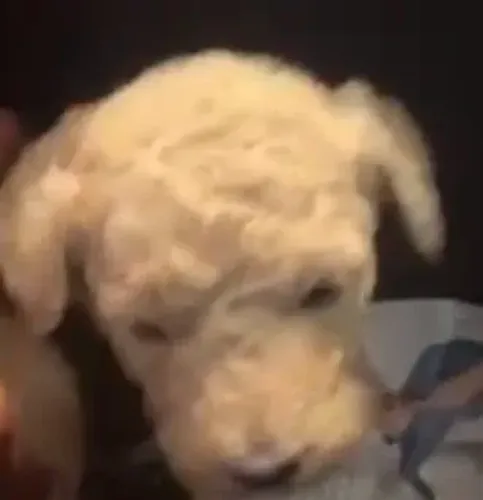 FILHOTES POODLE  MACHO PURO COR CREME 
