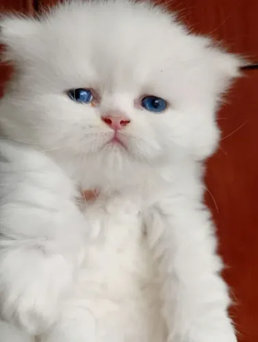 Gatos persas