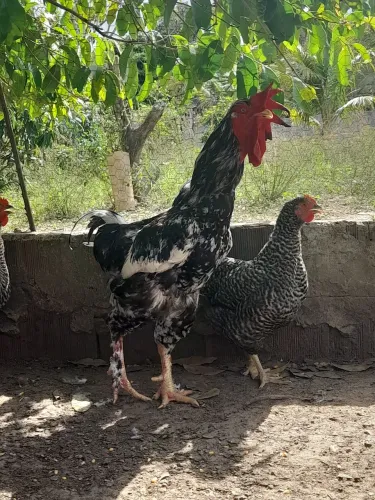 Frangos Balão já cobrindo galinhas
