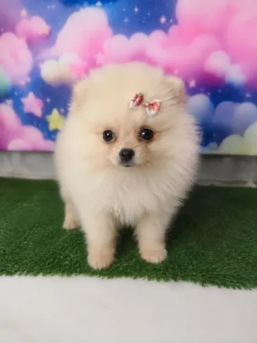 Vendo filhotes de lulu da pomerania