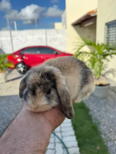 Coelho Mini lop uruguaio
