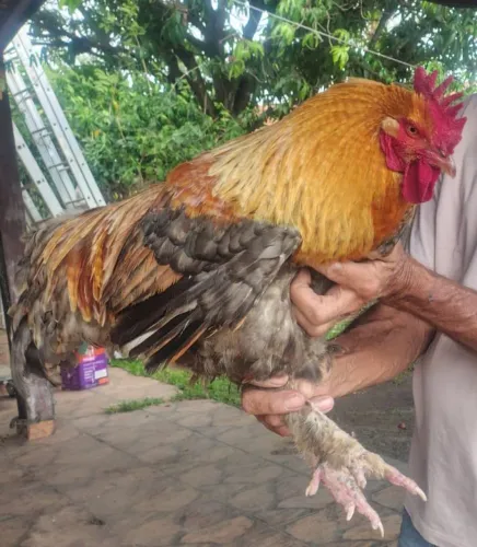 Galo Brahma