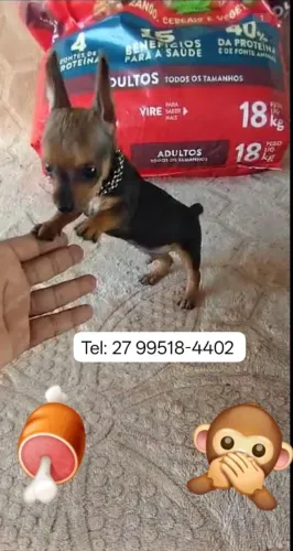 Pinscher diferenciado pré adestrado