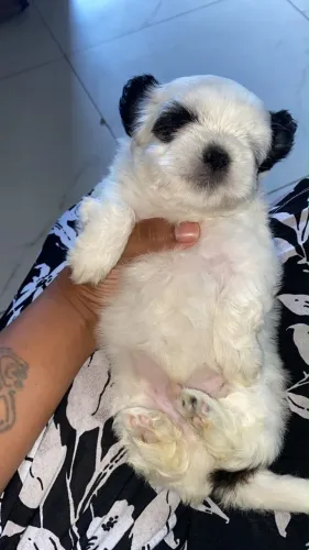 Filhotes de shih tzu