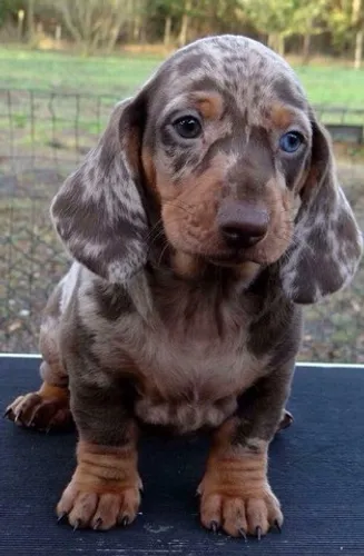 BASSET TECKEL COM PEDIGREE