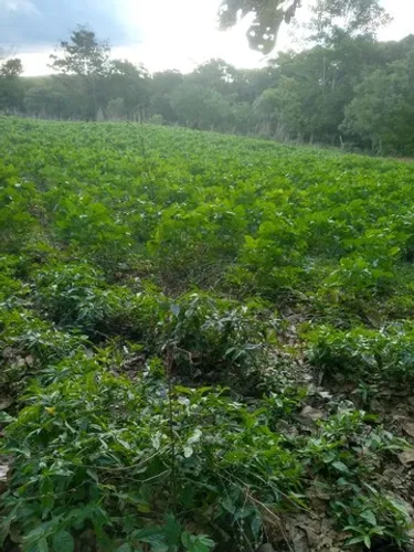 Chácara em Palmas. 65 mil por alqueire.