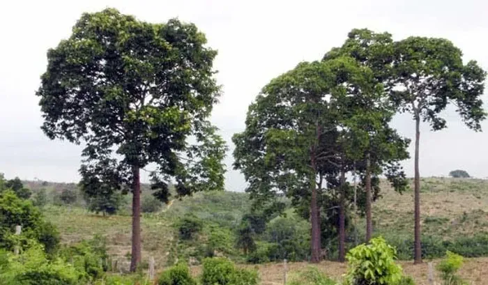 mudas da castanha do pará 