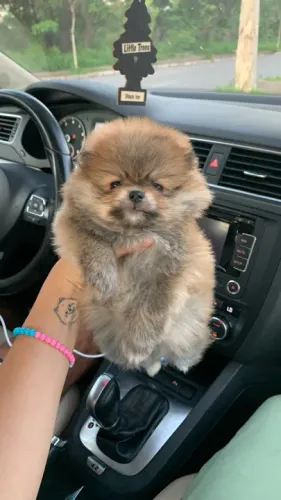 Lulu da pomerania fêmea caramelo - ursinho