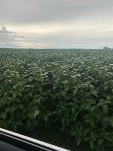Sítio de 57 alqueiro envolta tudo cana