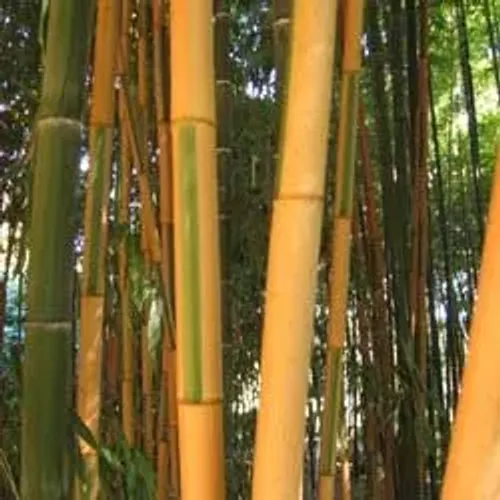 Bambu Gigante Muda de Qualidade