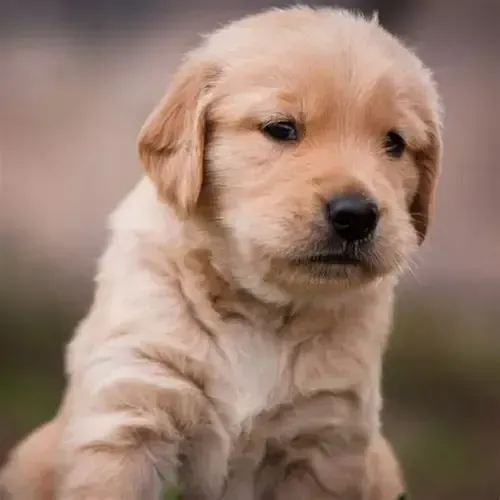 Golden Retriever à Venda com desconto