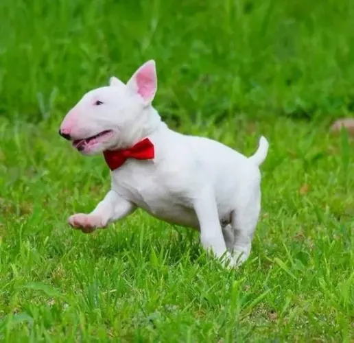 Bull Terrier à Venda com desconto