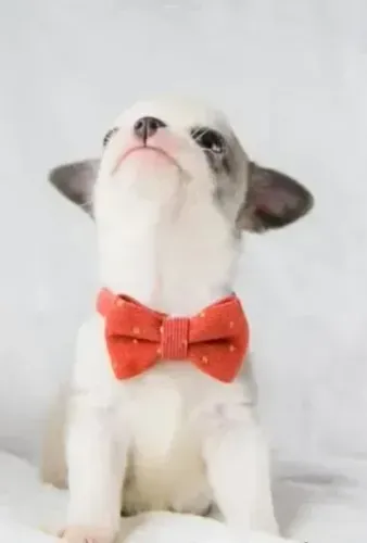 Chihuahua Macho Dourado: Para Quem Busca Elegância!