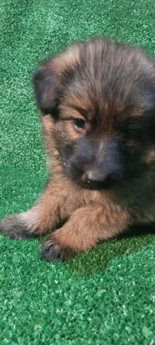 Filhotes de pastor alemão 