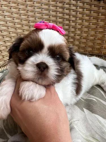 Shih-tzu - A Doçura que Você Sempre Sonhou