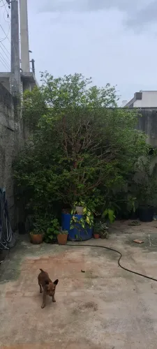 Árvore Jabuticaba Sabará Exuberante para seu Jardim