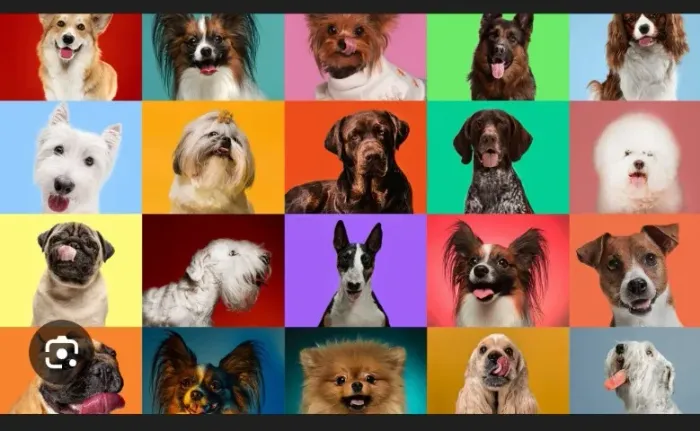 Filhotes todas as raças, converse conosco!!