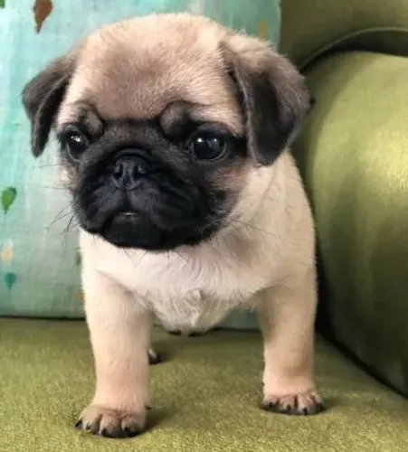 Pug filhotes para quem está perdido e sem companhia 