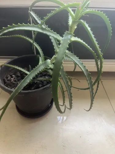 Vaso com Muda grande aloe vera