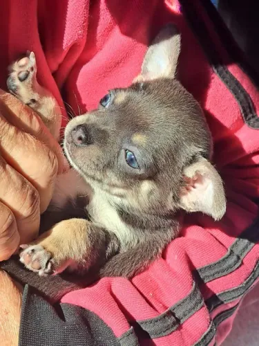 Chihuahua Macho Micro Tricolor: Fofura e Energia em Um Só Corpo!