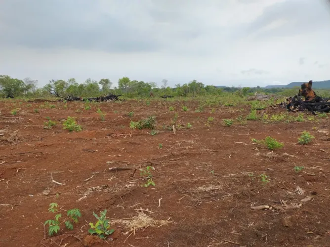 Fazenda de 424 as lqueires em palmas TO. Abre 1.100 hec