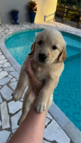 Golden Retriever Pronto pra Família