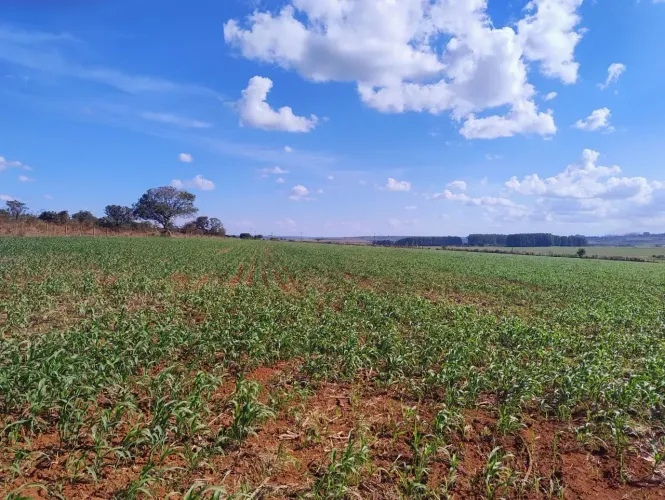 Excelente Chácara de 5.7 Hectares no Pipiripau 2 /Perto do Posto São Roque