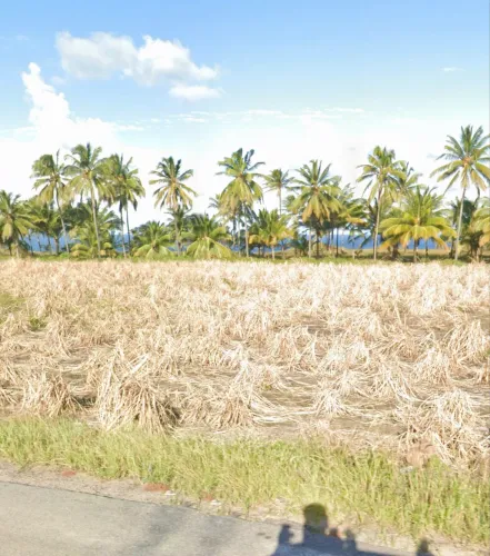 Vendo sítio na cidade de Jequiá da praia.