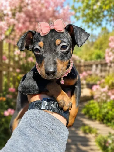Sua melhor escolha Pinscher fêmea n1 promoção!