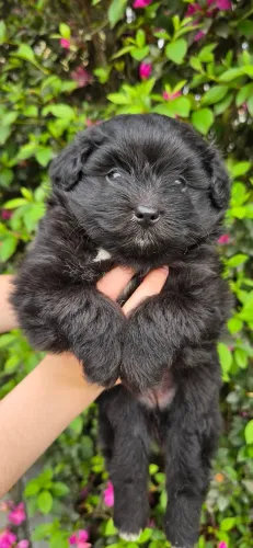 Filhotes de Lulu da Pomerânia 