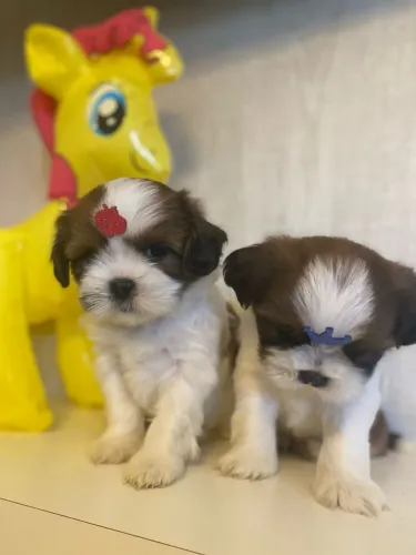 PROMOÇÃO SHIHTZU MINIATURA