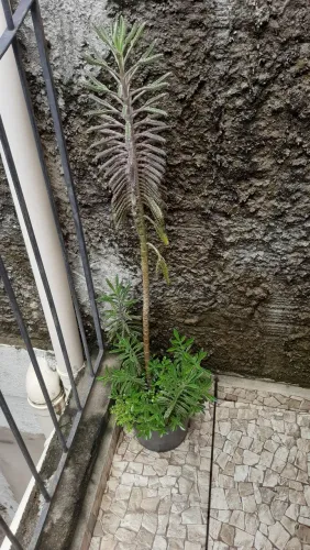 Vaso de planta