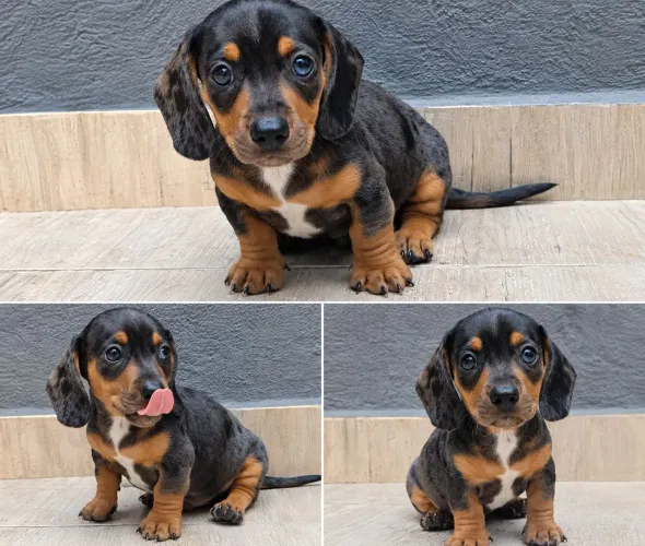 Dachshund macho ( Basset, teckel, salsichinha)