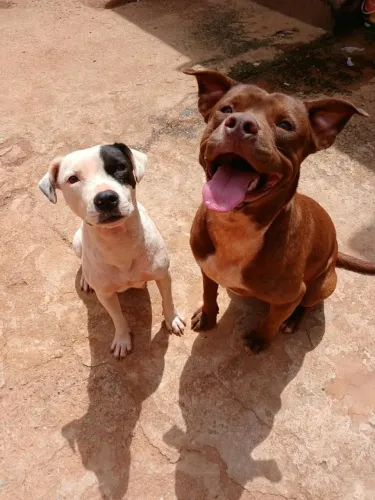 CASAL DE PITBULL PARA DOAÇÃO!