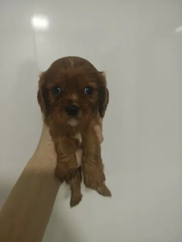 Filhote de Cavalier King Charles Spaniel macho cor Rubi