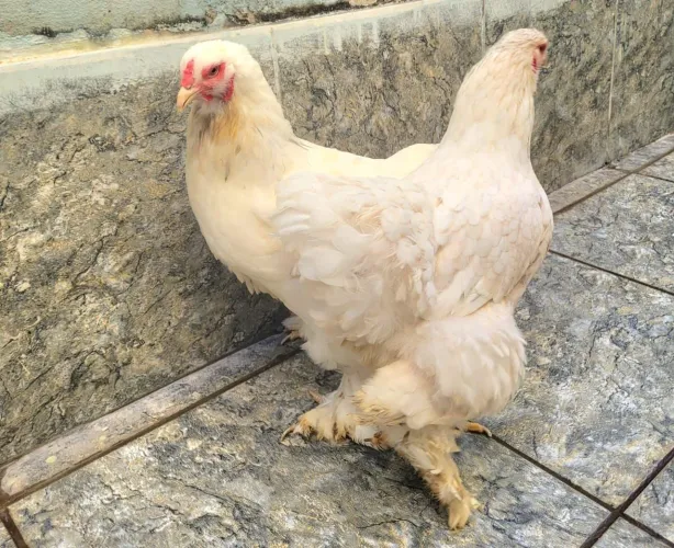 Galinha brahma