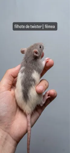 Rato Twister | @tocadosfavoritos