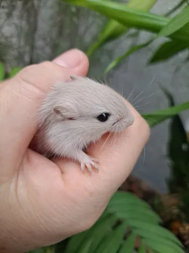Filhotes de Gerbil LCP Agouti Esquilo da Mongólia 